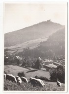 KARKONOSZE ZAMEK CHOJNIK KOŁO SOBIESZÓW OWCE FWP 1961 PRL