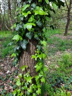 Bluszcz ziemozielony miododajny Hedera pnącze szybko rośnie zadarnijący