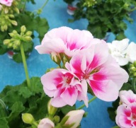 Pelargonia ŁOSOSIOWA zonale Grandeur Classic White Splash