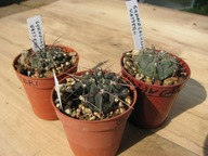 Kaktus Gymnocalycium vatteri