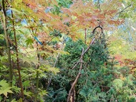 Jałowiec skalny 12 letni jodła sosna świerk cyprys cis inny