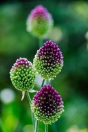 Czosnek główkowaty w doniczce sadzonka p9 mrozoodporny 10 cm miododajny