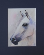 koń portret konia biały koń akwarela na papierze