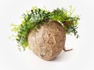 Wianek na głowę sedum - szare liście rozchodnika, regulowany