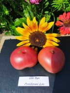 Pomidor Lila Sari czekoladowy pyszny nasiona kolekcjonerskie