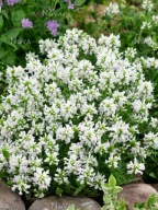 miniaturowy CZYŚCIEC ŚNIEŻNY stachys nivea głęboko zielone liście SADZONKI