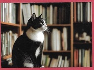 Kot kotek koty rasa harce kot w życiu człowieka pocztówka