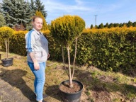 Cyprysik cięty w kulę na pniu nr 4