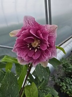 Ciemiernik Double Ellen Red