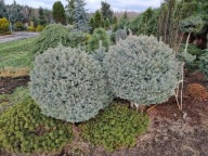 IDEALNA KULA NA PNIU Świerk kłujący, srebrny 'Brynek' Picea pungens