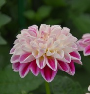 Dahlia x hortensis Dalia Lubega Purple White