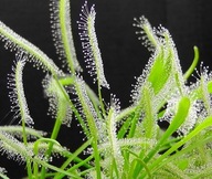 Rosiczka - Drosera Capensis Albino 50x!! Świeże!