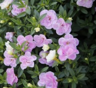 Calibrachoa Callie Double Pastel Pink SŁONECZNE PEŁNE KWIATY DO SKRZYNEK