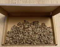 Pszczoła Murarka Ogrodowa kokony 250 szt.+ 5% gratis + pudełko!!!