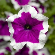 Petunia H. Sanguna Purple Picotee DUŻY KWIAT