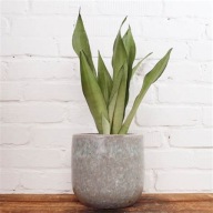 Sansevieria sansewieria moonshine wężownica język teściowej SADZONKA 40 cm