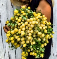 Pomidor Barrys Crazy Cherry najsmaczniejsza z koktajlówek mega plenna