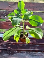 żyworódka pierzasta pinnata lecznicza zdrowa roślina