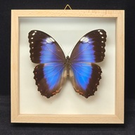 Motyl w gablotce Morpho Helenor Violaceus 2