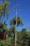 Magnolia alexandrina kulista na pniu szczepiona inna