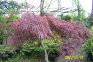 Klon dissectum czerwony 19 lat japoński pagodowy kaskadowy szczepiony inny