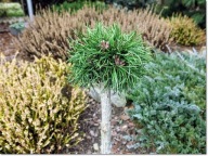 Pinus mugo 'Romulus' - Rarytas !!!