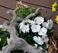 Niecierpek NG Impatiens Magnifico Snow KWIATY DO PÓŁCIENIA