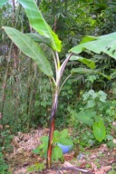 5 nasion bananowca Musa CHEESMANII – dziki bananowiec z Himalajów