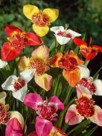 Tygrysówka Pawia (Tigridia Pavonia) sadzonka w pojemniku na rabaty