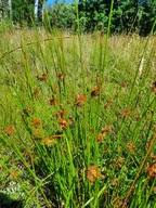 Sit sitowie trawa jak rurki nas staw oczko wodne lubi wilgotne miejsce