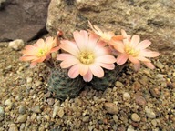 Kaktus ,Rebutia, Mediolobivia rosalbiflora LF 311a