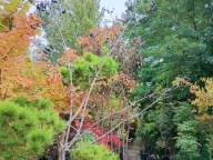 Aronia szczepiona na pniu wąska duży okaz jadalna drzewo inny