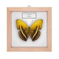 Motyl w gablotce Cymothoe egesta