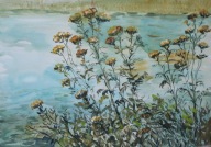 Trawy kwiaty nad wodą pejzaż Akwarela Sabina Salamon 42x30