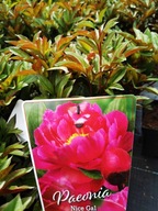 Piwonia NICE GAL duża sadzonka 3-5 oczek w donicy 5 l