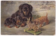 Pies psy Jamnik jamniki szczeniaki zabawka królik 1903r. M. Stock