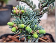 Abies procera 'Glauca Compacta' - !!! !!! !!!