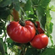 Gigant Sadzonki Pomidorów