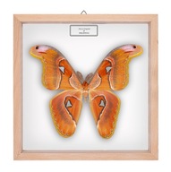 Motyl w gablotce Attacus lorquinii
