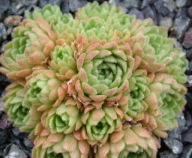 'Rozularia złocista' Na skalniak