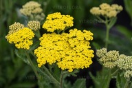 Krwawnik pospolity Sassy Summer Lemon-Achillea millefolium sadzonka 2L