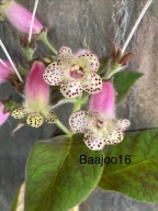 Kohleria warscewiczii - kłącze