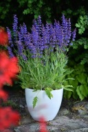 Szałwia omszona niebieska sadzonka w pojemniku od 5 cm do 10 cm wieloletnia