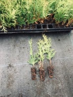 Tuja Danika kulista thuja danica kula MULTIPALETA 145 szt.sadzonki 10-15 cm