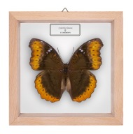 Motyl w gablotce Cymothoe fumana - samica