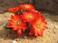 Kaktus ,Rebutia, Mediolobivia cincinata L 422a