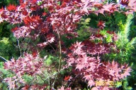 Klon palmowy czerwony CLA platan wiśnia ambrowiec jarzębina kasztan inny