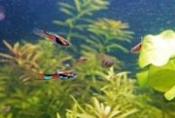 Pstrokate Gupiki Endlera Peocillia Wingei 40 szt superpromo