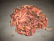 Dżdżownice kalifornijskie 500 szt.