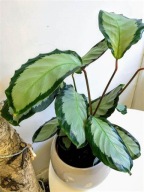 Calathea Kalatea picturata argentea SADZONKA 50 cm